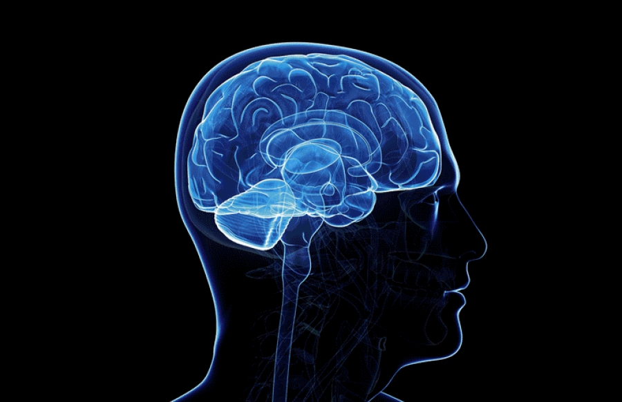 Brain lobes