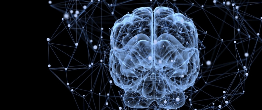 Brain Hemispheres